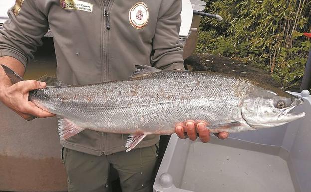 Cerrada una semana la pesca de salmón en el río Bidasoa, que se reabrirá de nuevo este sábado